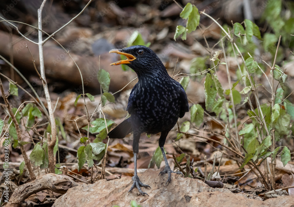 Blue Whistling-thrush (Myophonus caeruleus) on the ground animal portrait.