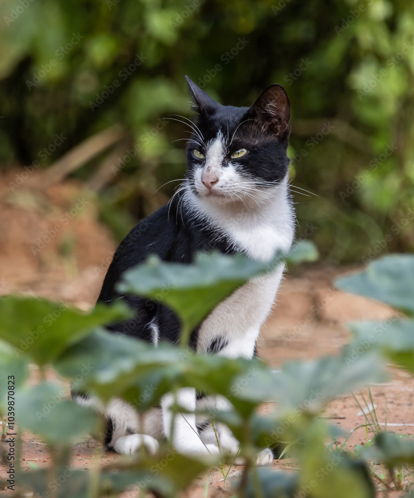 A cat with white and black stripes is in the garden.