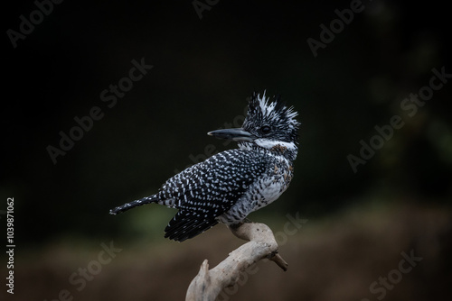  Crested Kingfisher on the branch at Chiang Dao District Chiangmai Province Thailand ( animal portrait ). photo