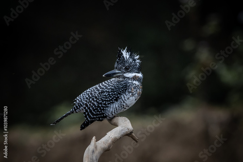  Crested Kingfisher on the branch at Chiang Dao District Chiangmai Province Thailand ( animal portrait ).