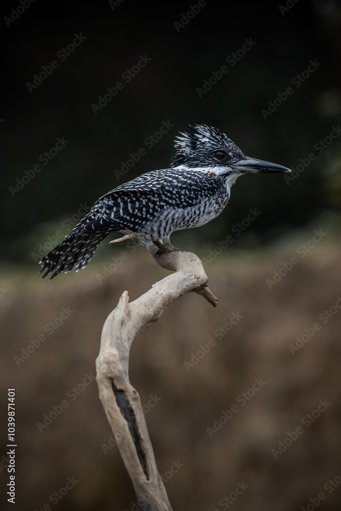 Crested Kingfisher on the branch at Chiang Dao District Chiangmai Province Thailand ( animal portrait ).