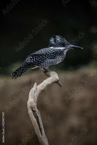 Obraz na płótnie Crested Kingfisher on the branch at Chiang Dao District Chiangmai Province Thailand ( animal portrait ). w salonie