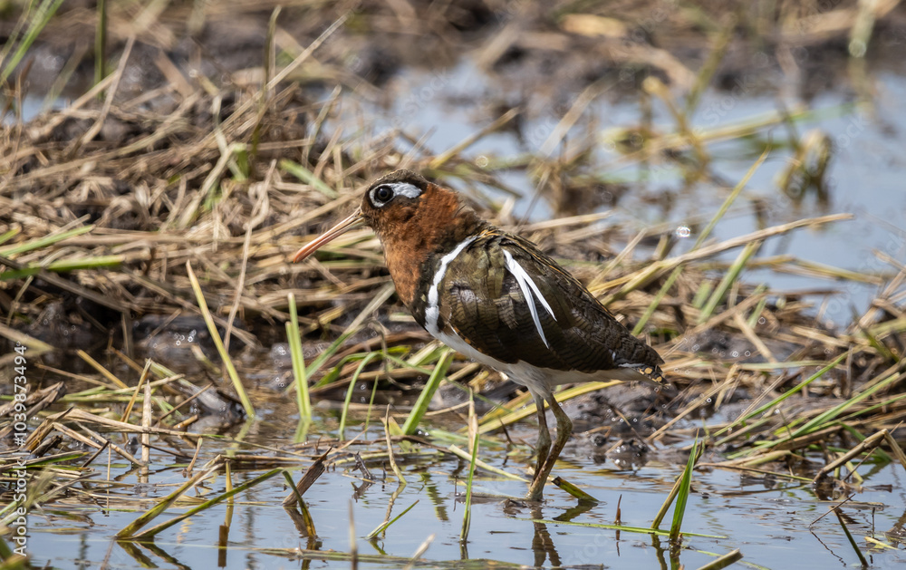 Greater painted-snipe It is a resident bird that lives in many areas in Southeast Asia.