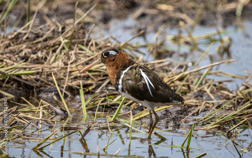 Obraz na płótnie Greater painted-snipe It is a resident bird that lives in many areas in Southeast Asia. w salonie