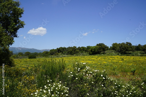 Landscape Catalonian. A diverse Country. Emporda.  photo