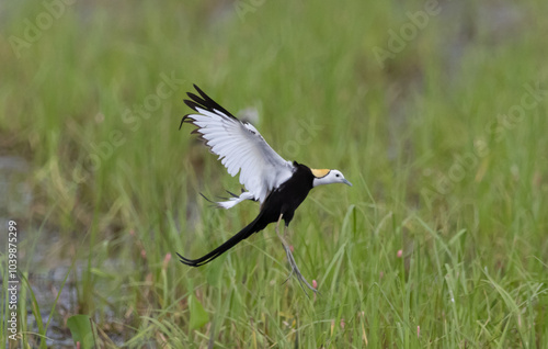 The Pheasant-tailed jacana is a water bird with an eye-catching set of feathers. very long toes Can be used to walk on floating plants in swamps. photo