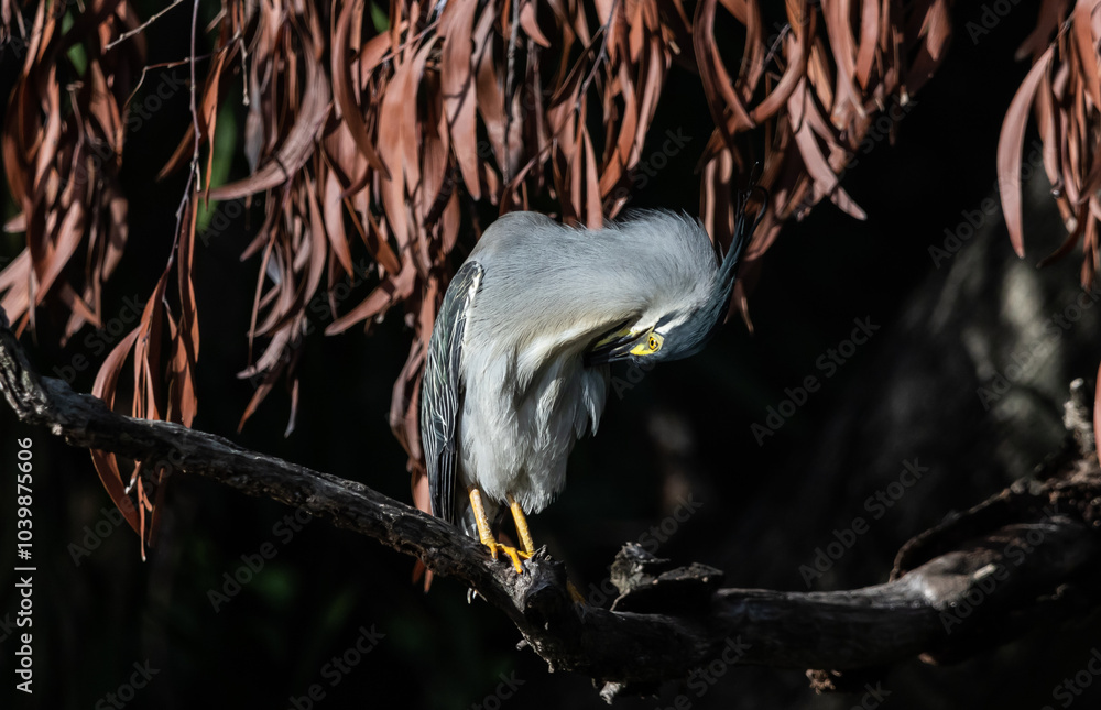 Little Heron is a resident bird that can be found in many areas of Thailand.