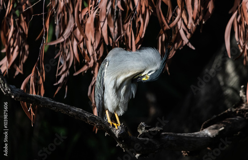 Obraz na płótnie Little Heron is a resident bird that can be found in many areas of Thailand. w salonie