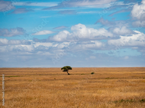 Serengeti landscape with a lone tree.