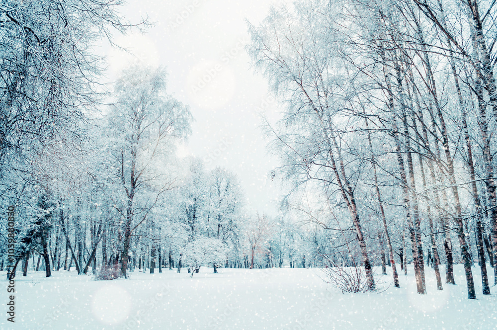 Fototapeta premium Winter landscape with falling snow, winter park in cloudy day, winter scene with snowfall