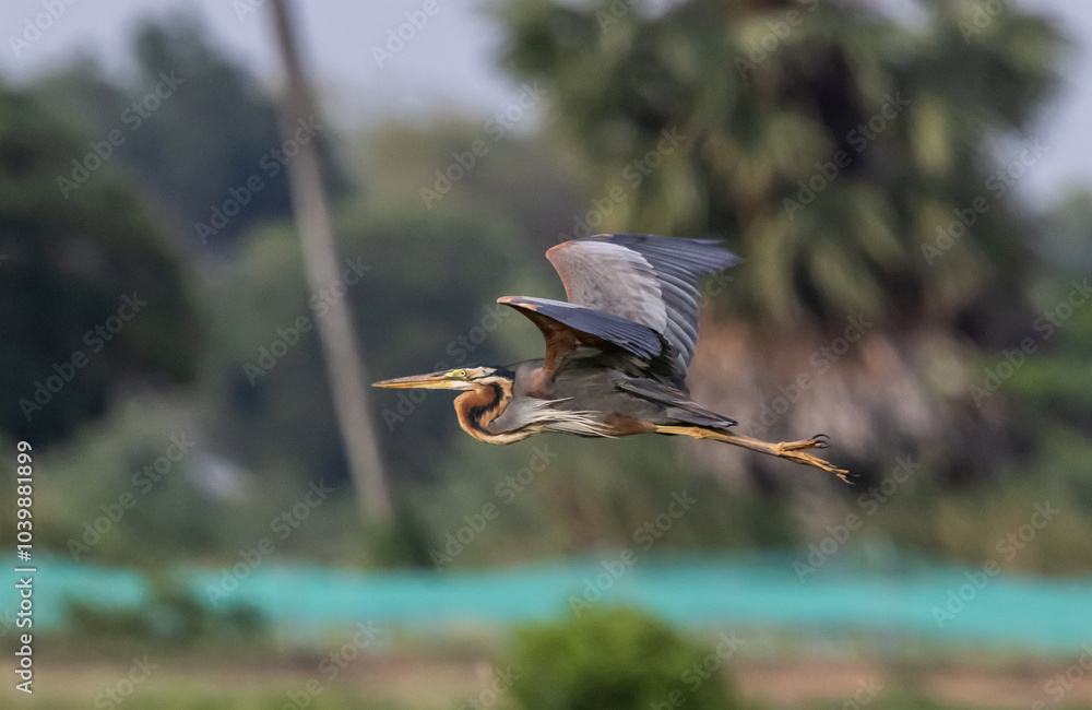 Purple Heron (Ardea purpurea) likes to live in wetlands and various fresh water sources.