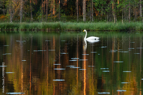 A lonely Whooper swan swimming on a calm lake on a summer morning near Kuusamo, Northern Finland	 photo