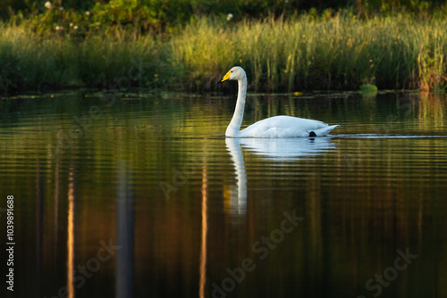 A lonely Whooper swan swimming on a calm lake on a summer morning near Kuusamo, Northern Finland	 photo