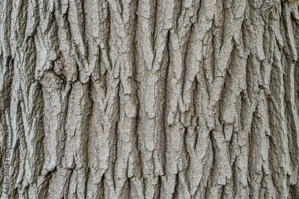 Rustic tree bark texture closeup in natural light highlighting intricate patterns of cracked and layered bark surfaces for organic design elements, backgrounds, and nature-inspired visuals Rustic tree bark texture closeup in natural light highlighting intricate patterns of cracked and layered bark surfaces for organic design elements, backgrounds, and nature-inspired visuals