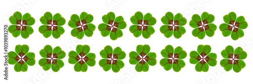 Vierblättriges Kleeblatt vor weisem Hintergrund