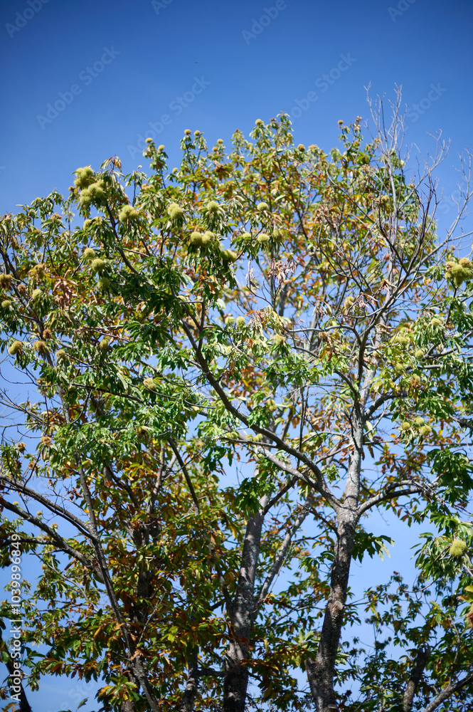 Obraz premium chestnut trees in the village of Candelario with chestnuts emerging from spiky burrs and falling to the ground for harvesting