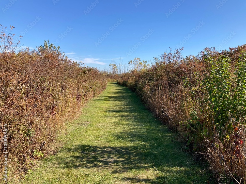 grass path in autumn