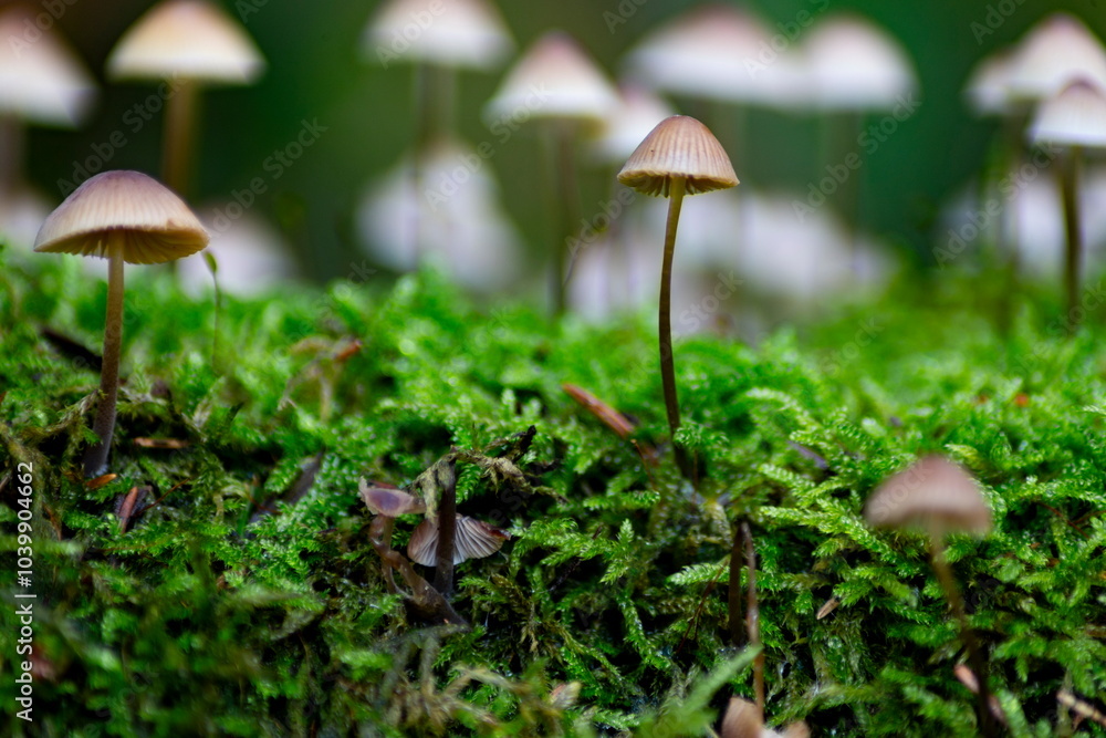 Close-up of small mushrooms growing in green moss. Nature scene with delicate fungi in a forest setting.