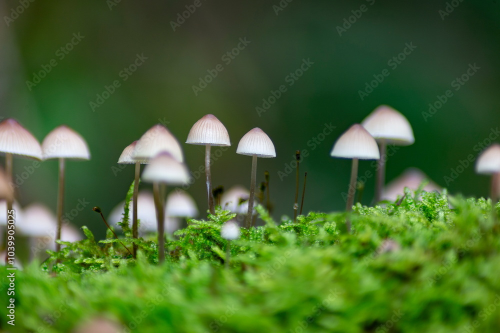 Close-up of small mushrooms growing in green moss. Nature scene with delicate fungi in a forest setting. Close-up of small mushrooms growing in green moss. Nature scene with delicate fungi in a forest setting.
