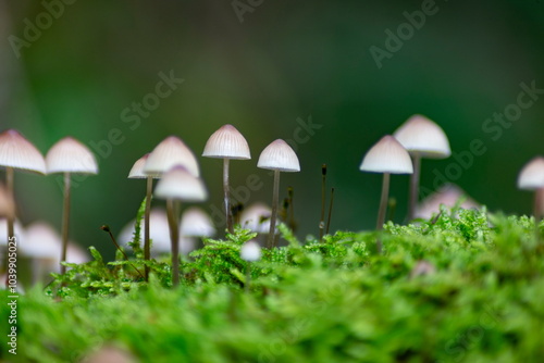 Obraz na płótnie Close-up of small mushrooms growing in green moss. Nature scene with delicate fungi in a forest setting. w salonie