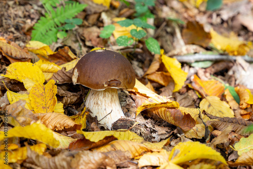 Obraz na płótnie Big white mushroom - (porcini or boletus) in autumn forest. w salonie
