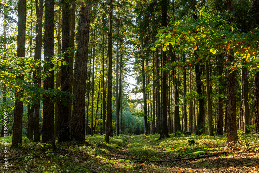 Path through autumn forest. Bright sunny day.