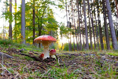 Obraz na płótnie Fly agaric mushroom - in autumn forest. w salonie