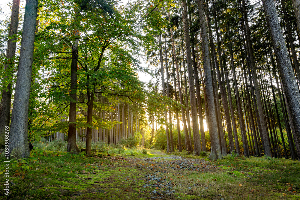 Path through autumn forest. Bright sunny day.