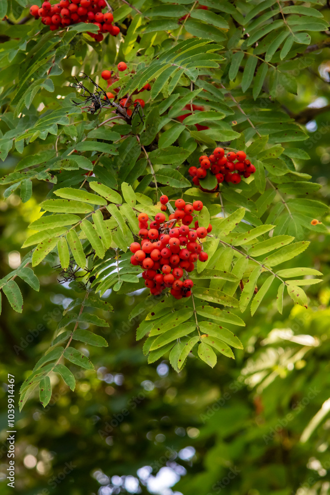 A collection of bright red berries is hanging from a tree branch A collection of bright red berries is hanging from a tree branch