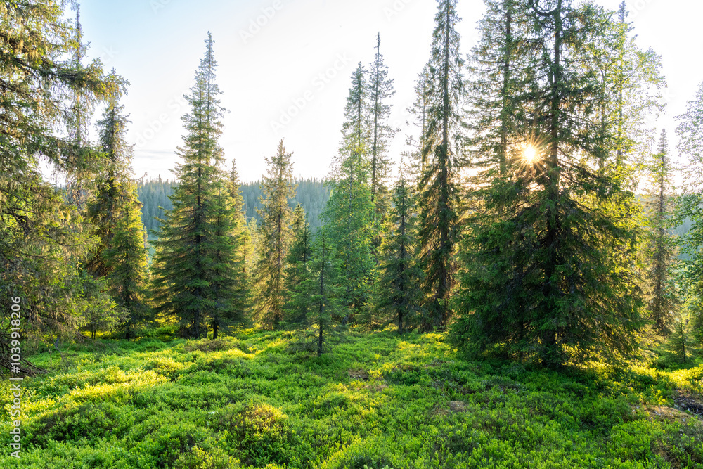 A beautiful golden hour in a summery primeval forest growing on a slope of Riisitunturi National Park, Northern FInland A beautiful golden hour in a summery primeval forest growing on a slope of Riisitunturi National Park, Northern FInland