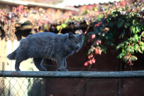 Portrait of cute grey fluffy cat