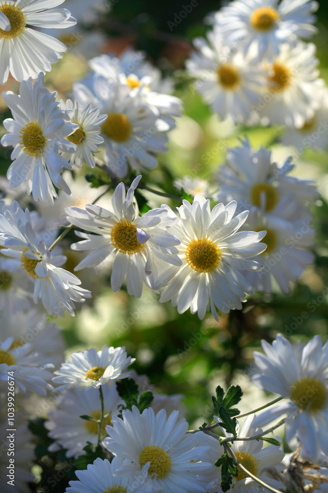 Fototapeta premium Colorful autumn flowers on nature background