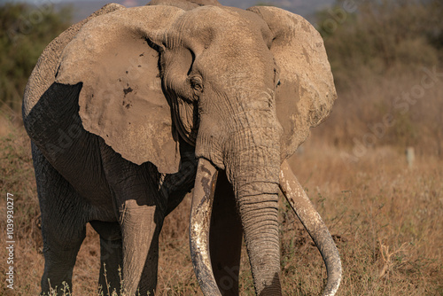 Craig, the most photographed and probably the oldest tusker on earth