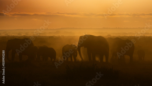 A herd of elephants in a dusty sunrise