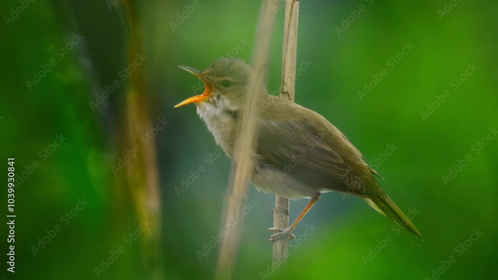 Marsh warbler (Acrocephalus palustris) singing in the reeds Marsh warbler (Acrocephalus palustris) singing in the reeds