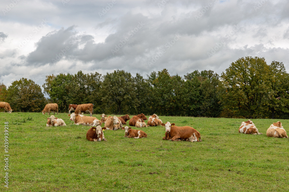 Cows grazing in the pasture