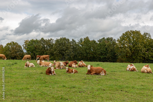 Cows grazing in the pasture