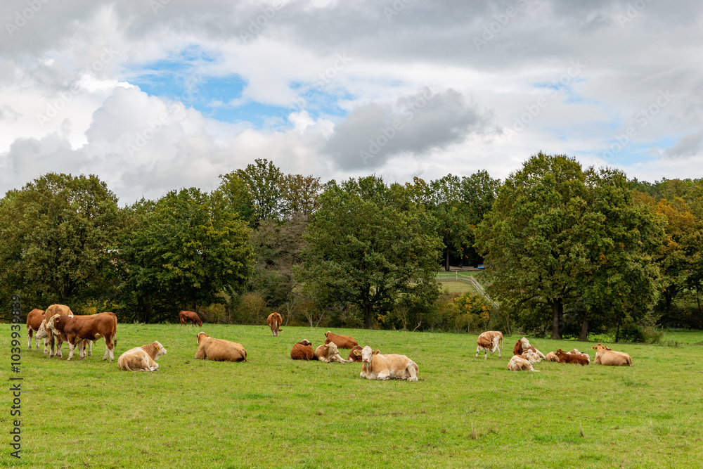 Cows grazing in the pasture