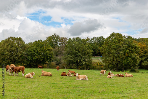 Obraz na płótnie Cows grazing in the pasture w salonie