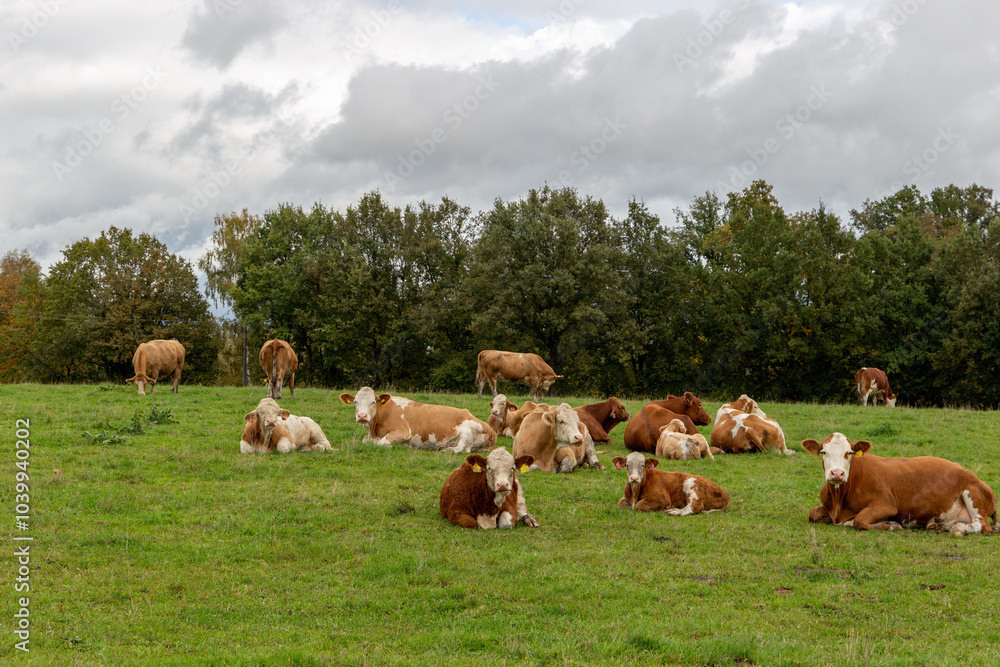 Cows grazing in the pasture