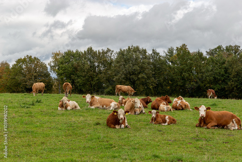 Obraz na płótnie Cows grazing in the pasture w salonie