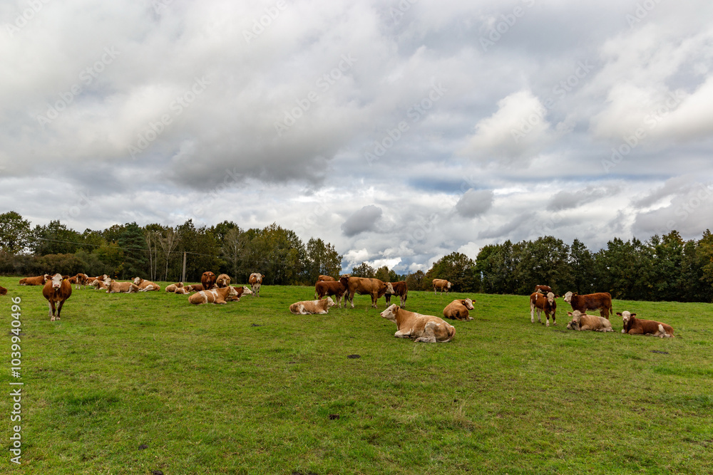 Cows grazing in the pasture