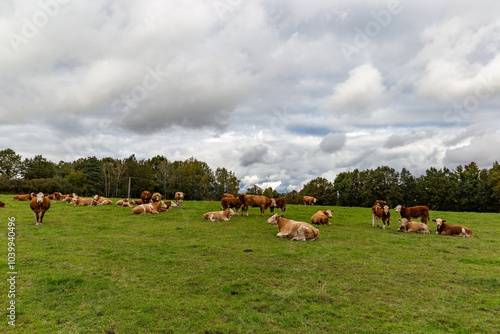 Obraz na płótnie Cows grazing in the pasture w salonie