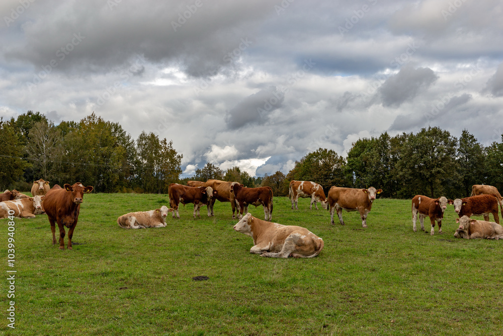 Cows grazing in the pasture
