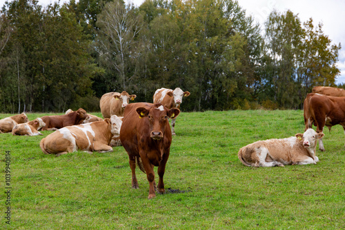 Obraz na płótnie Cows grazing in the pasture w salonie