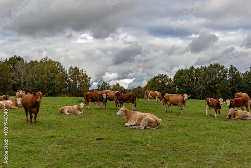 Obraz na płótnie Cows grazing in the pasture w salonie
