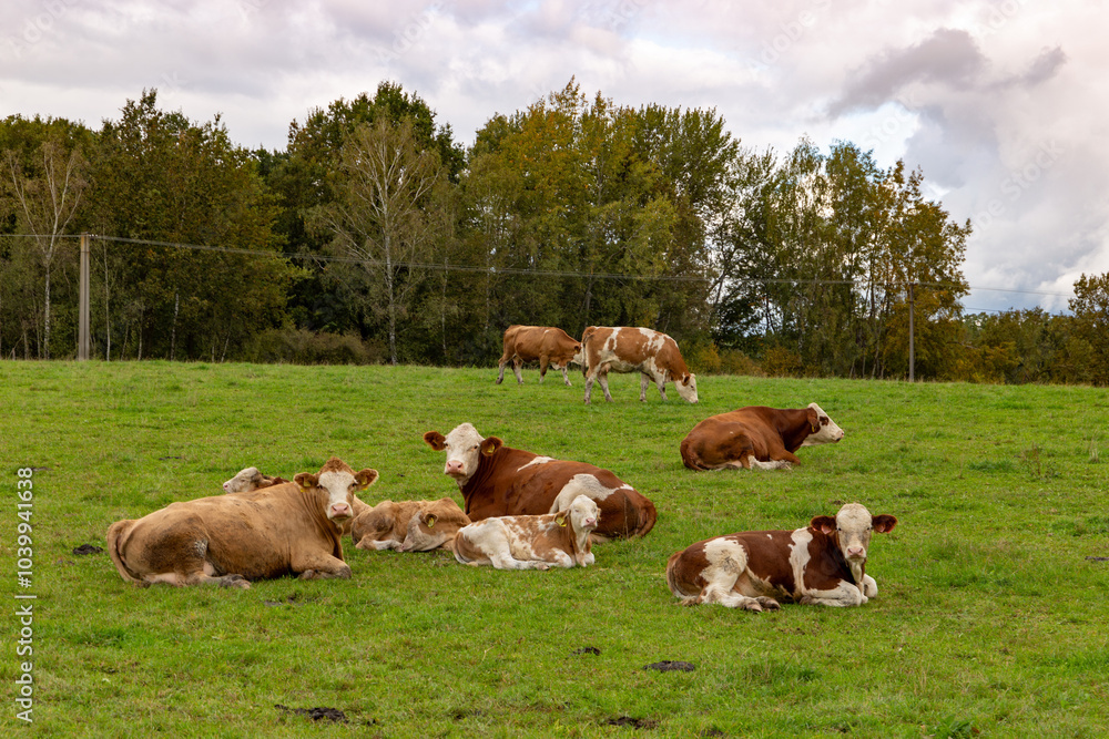 Cows grazing in the pasture