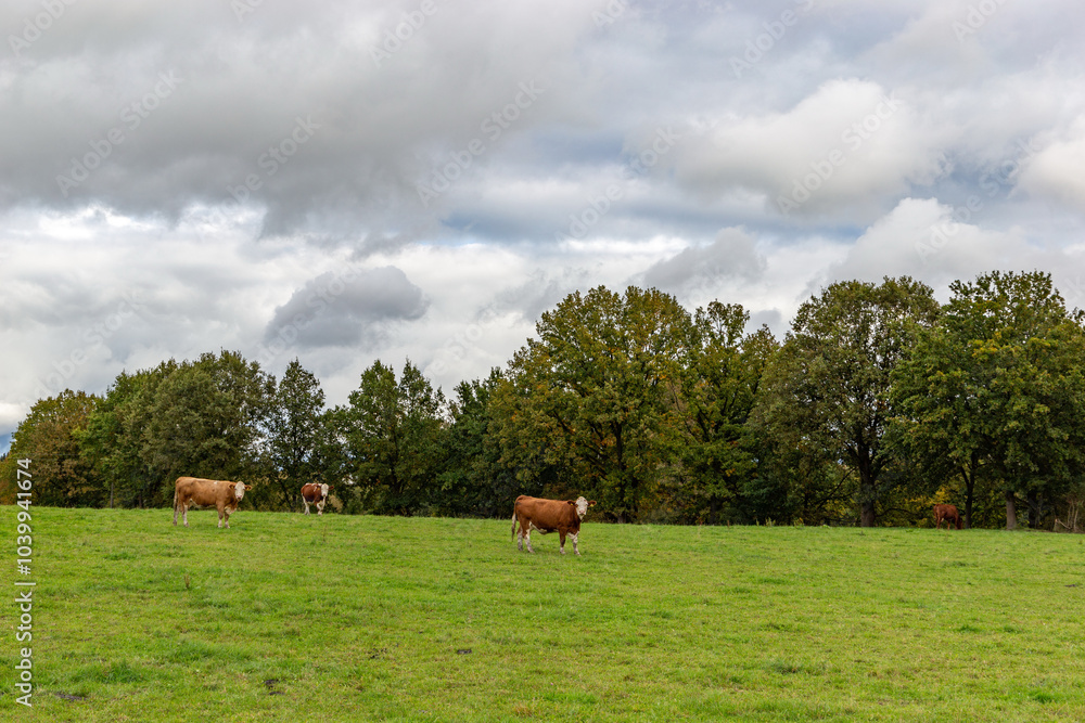 Cows grazing in the pasture