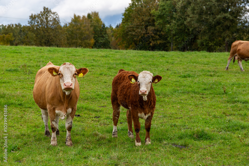 Cows grazing in the pasture