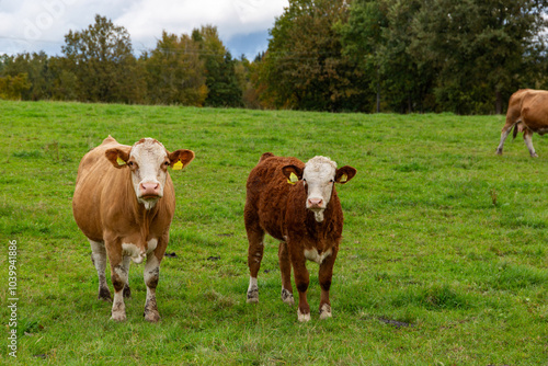 Obraz na płótnie Cows grazing in the pasture w salonie
